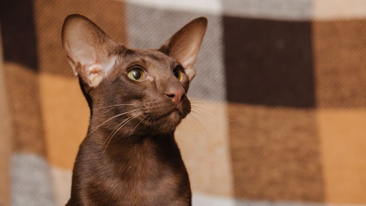 kahverengi Oriental Shorthair