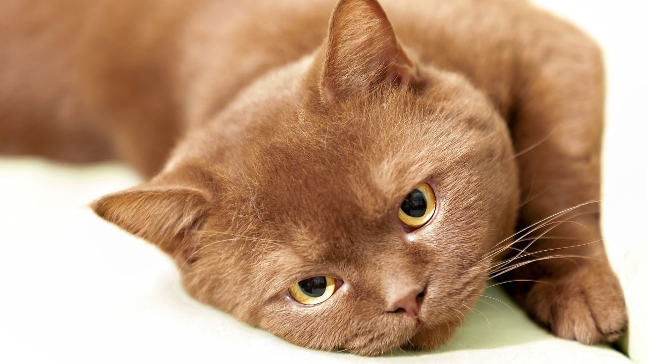kahverengi British Shorthair