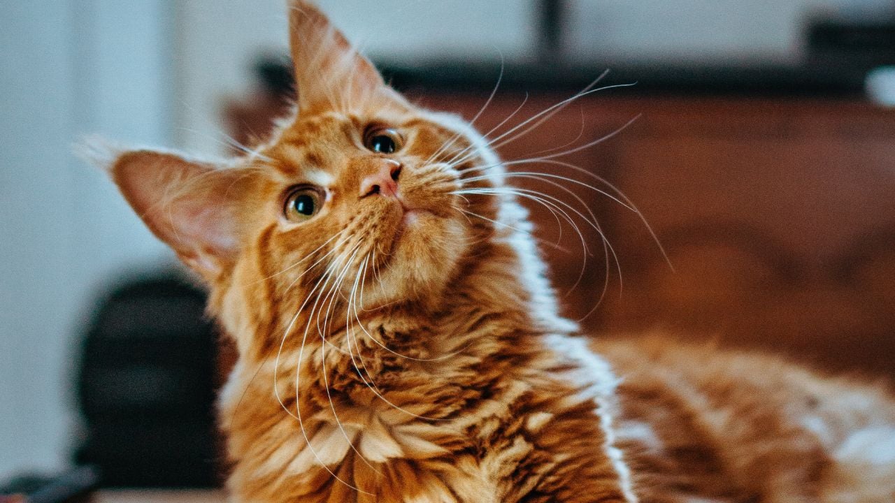 kahverengi Maine Coon