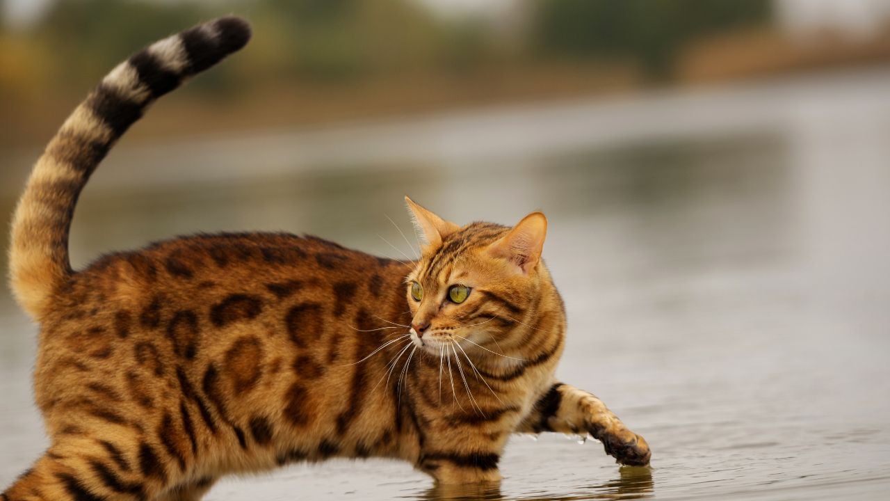 Bengal Kedisi