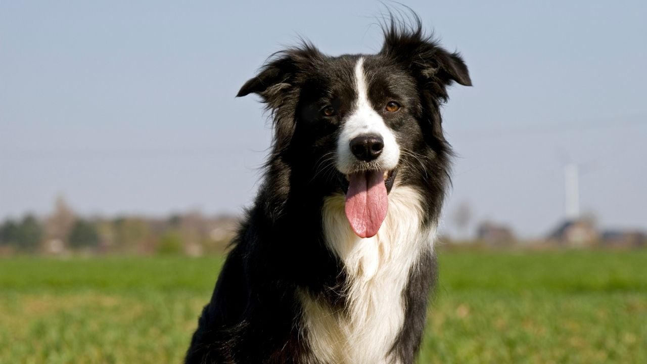 sevimli Border Collie