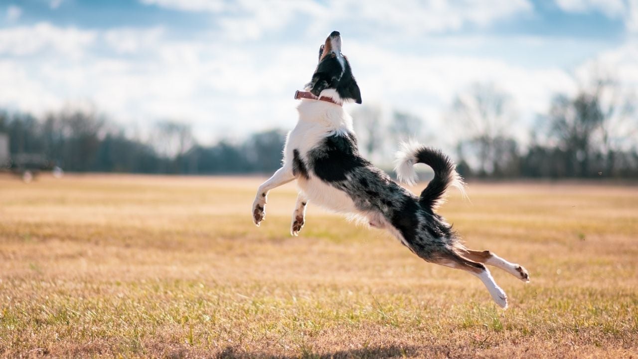 zıplayan Border Collie