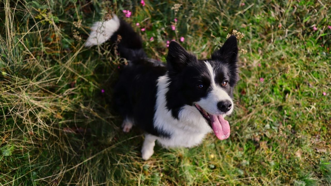 Border Collie gülümsüyor