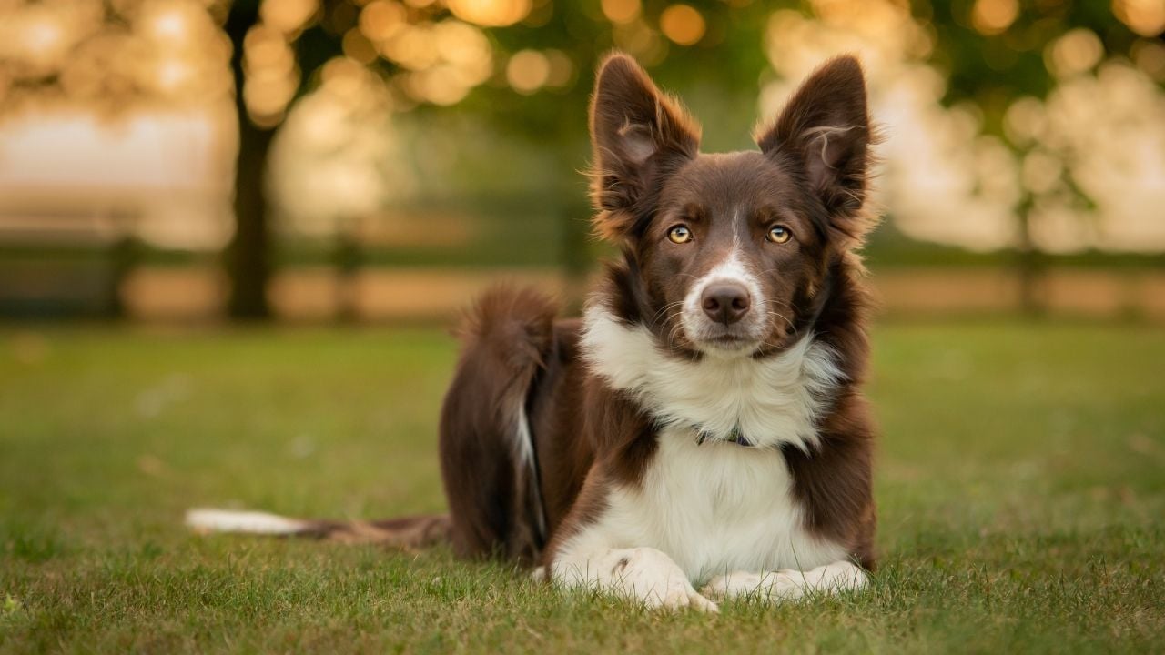 kahverengi beyaz border collie