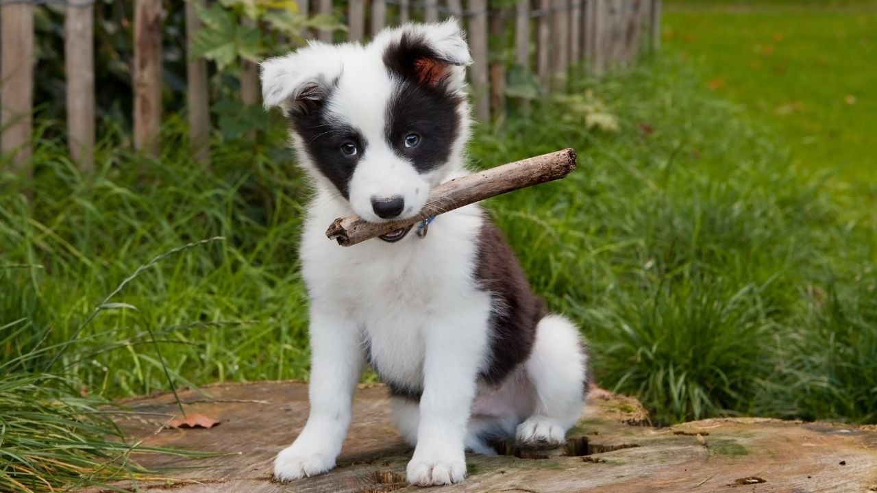Border Collie yavrusu