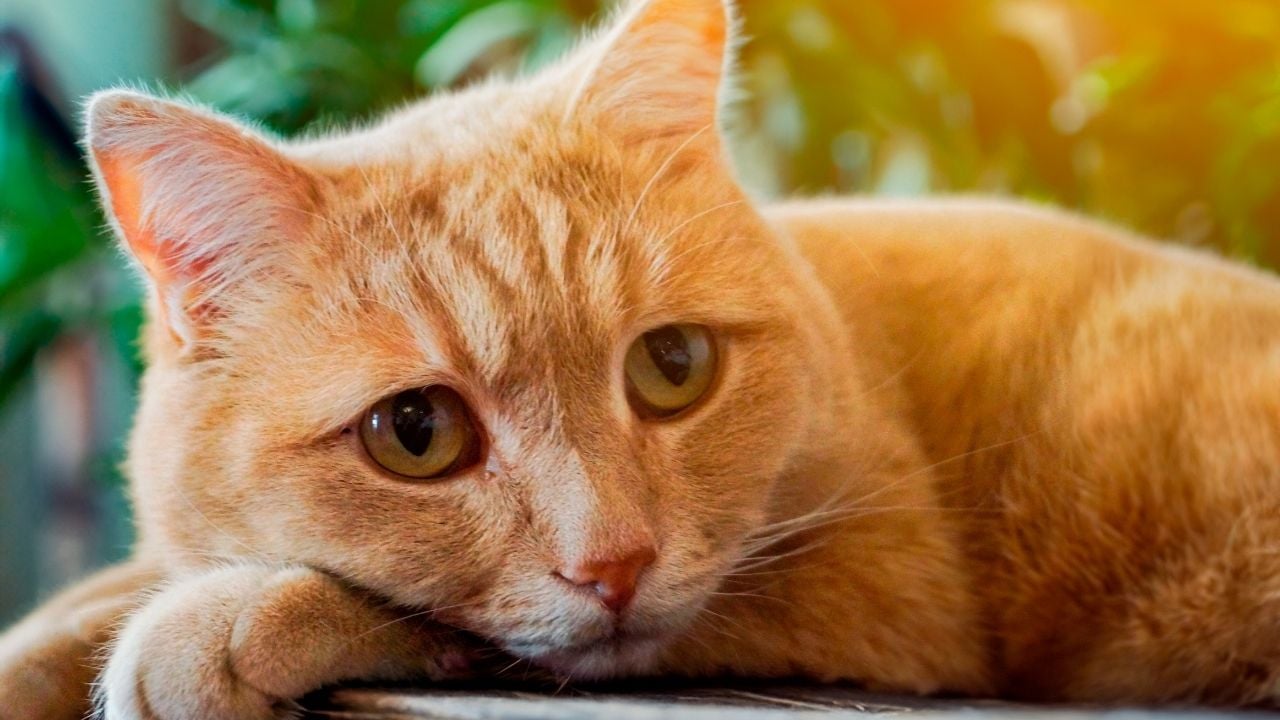 stresli görünen bir sarman kedi