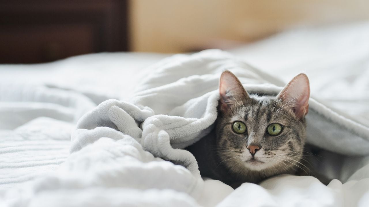 yalnız kalmış bir kedi