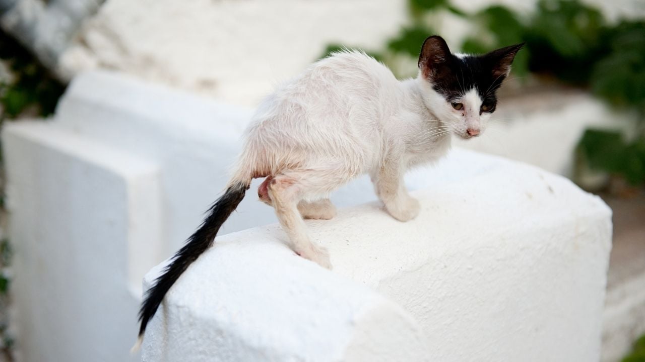 hasta bir yavru kedi