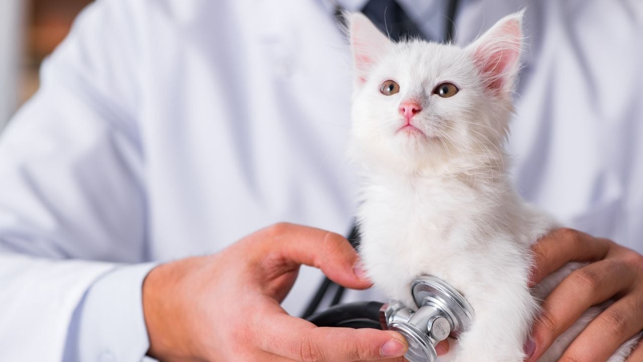 veteriner hekim ziyaretinde bir kedi