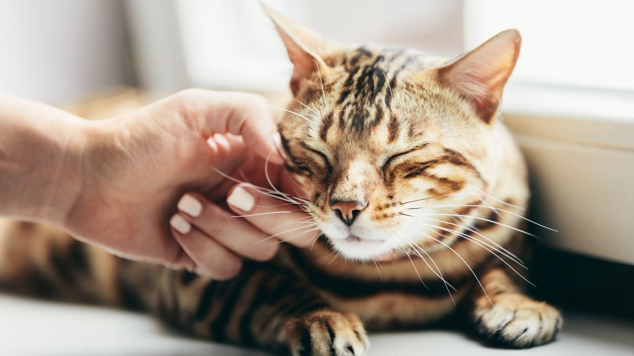 kedi ve sahibinin eli