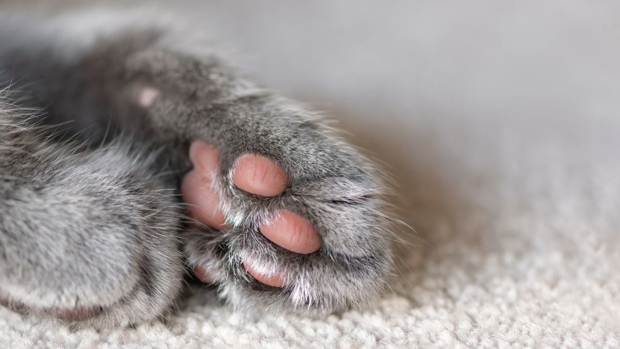 gri kedi patisi