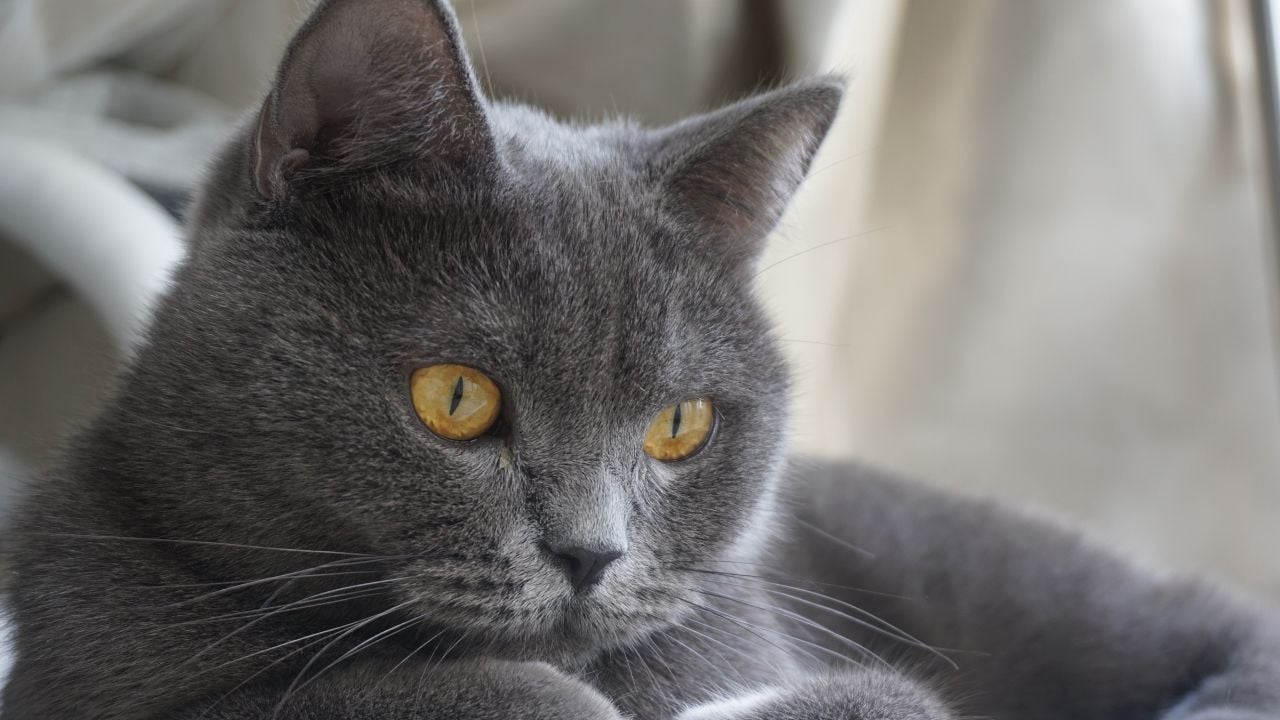 gri British Shorthair