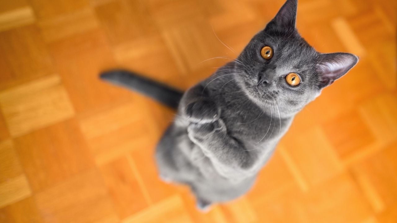 gri Chartreux