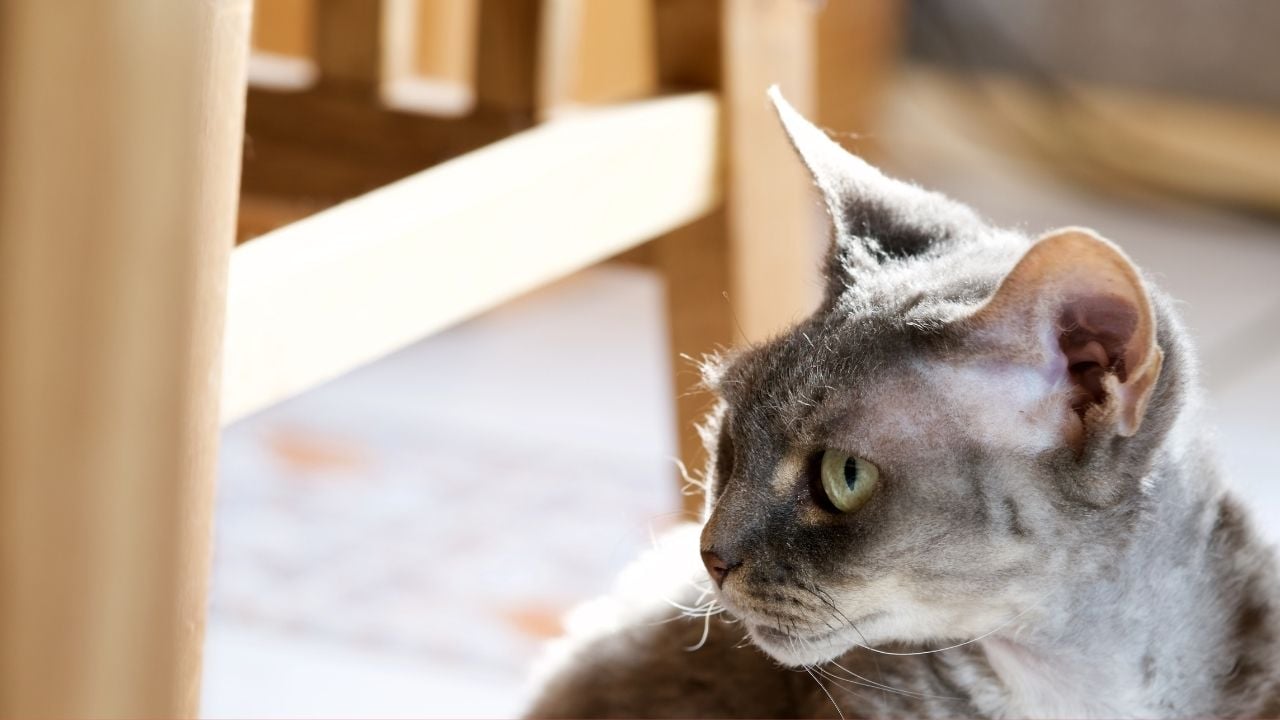 gri Devon Rex