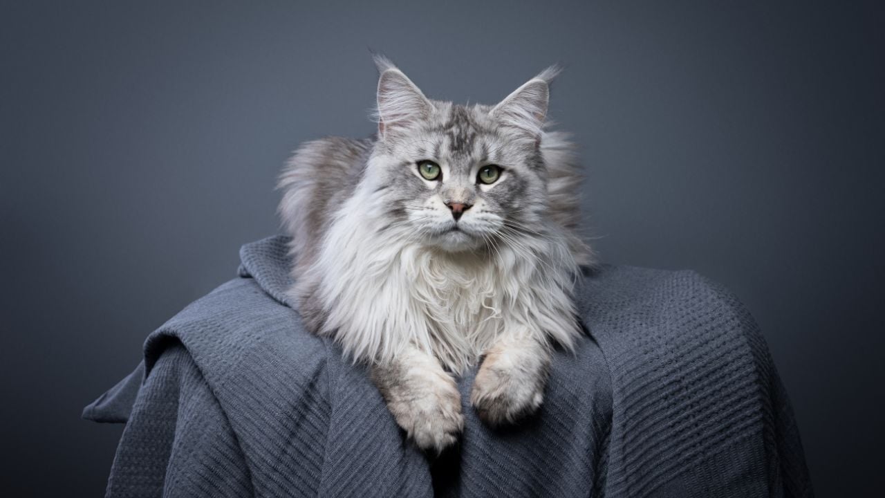gri Maine Coon