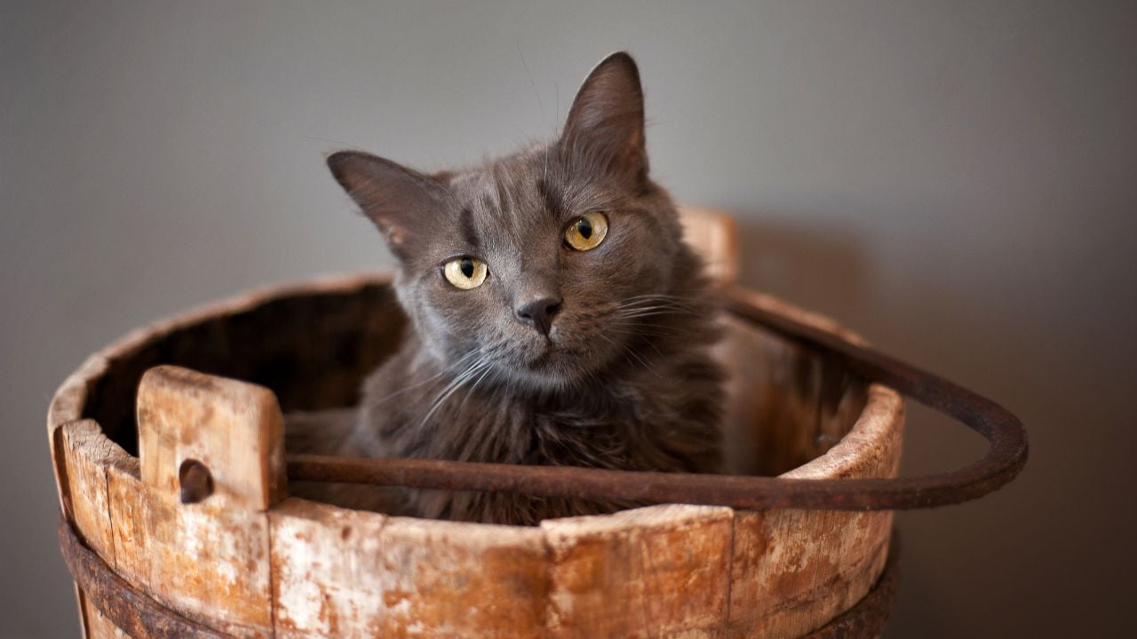 gri Nebelung
