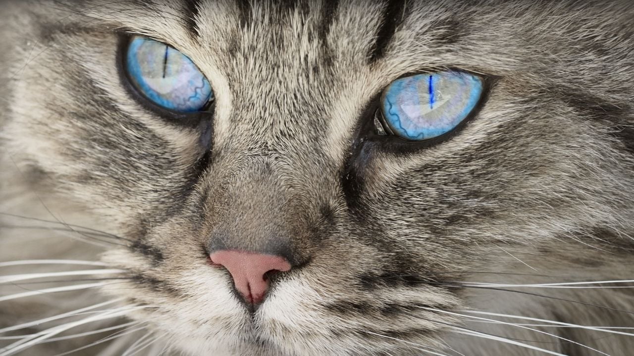 gri Ojos Azules