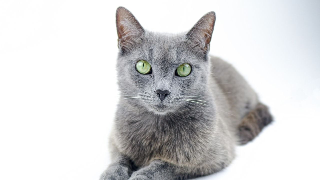 gri Russian Blue