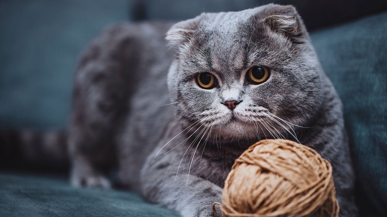 gri Scottish Fold