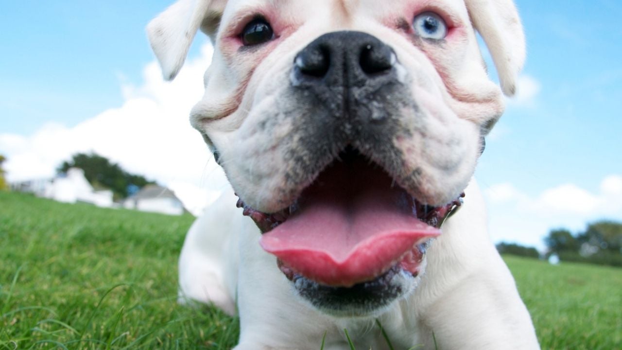köpek nefes alıyor