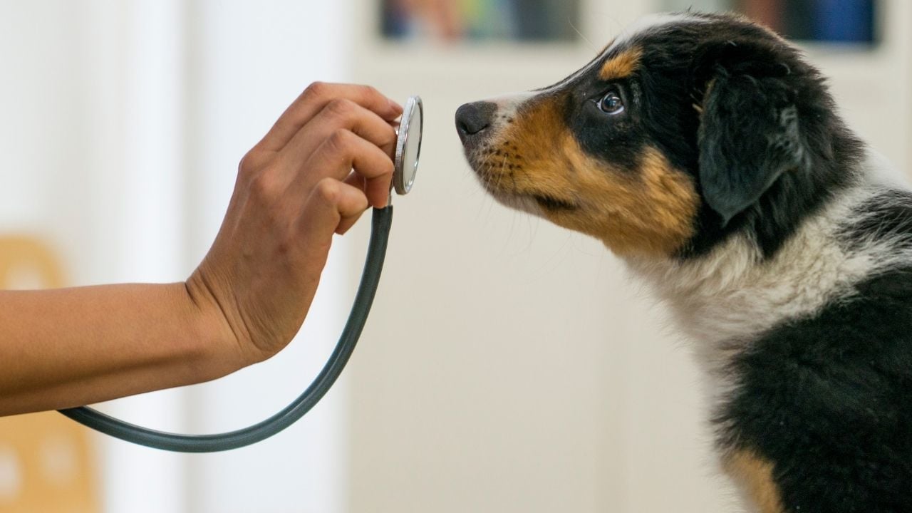 veterinerde köpek