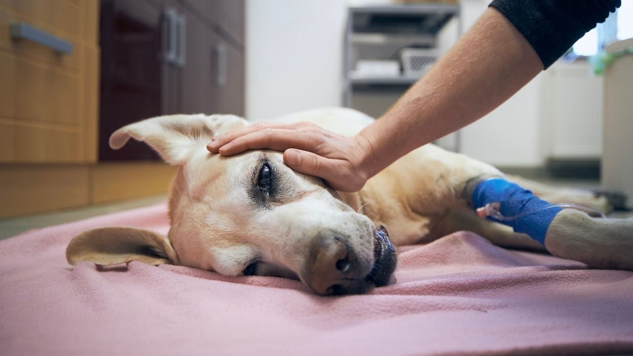 hasta bir köpek