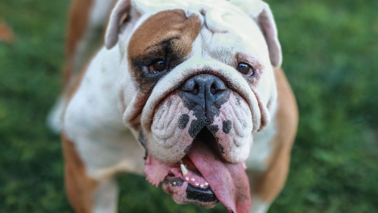 bulldog