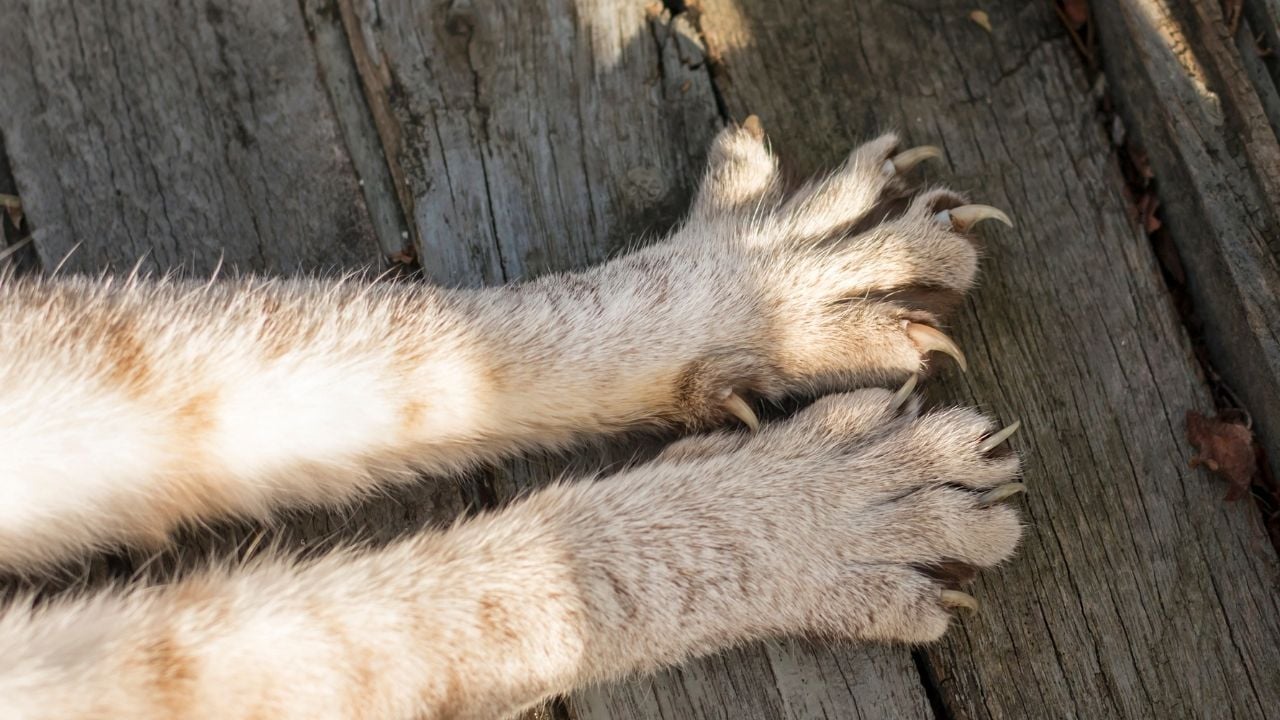 kedi uzun tırnakları