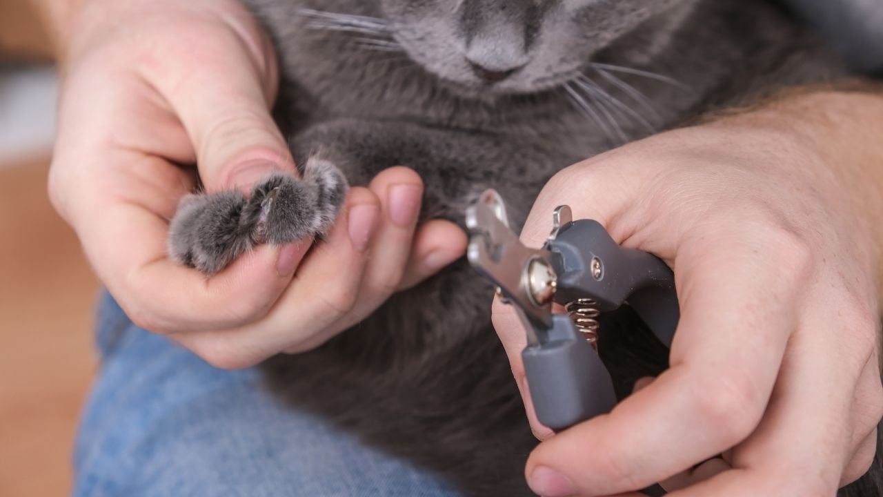 kedi tırnak kesimi
