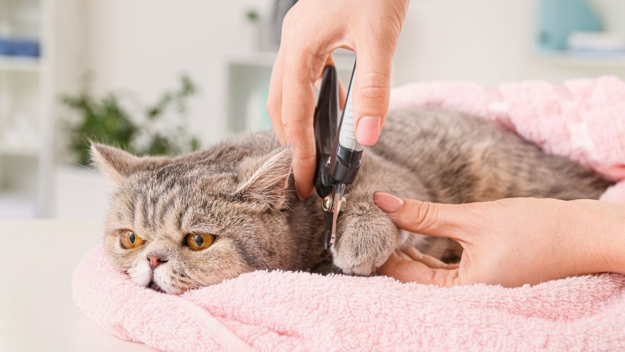 kedi yatarken tırnak kesimi