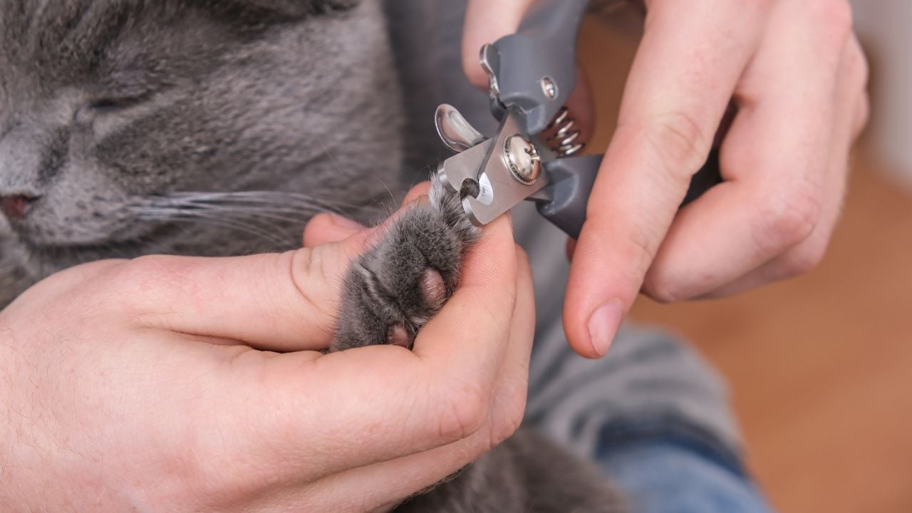 kedi tırnak kesiliyor