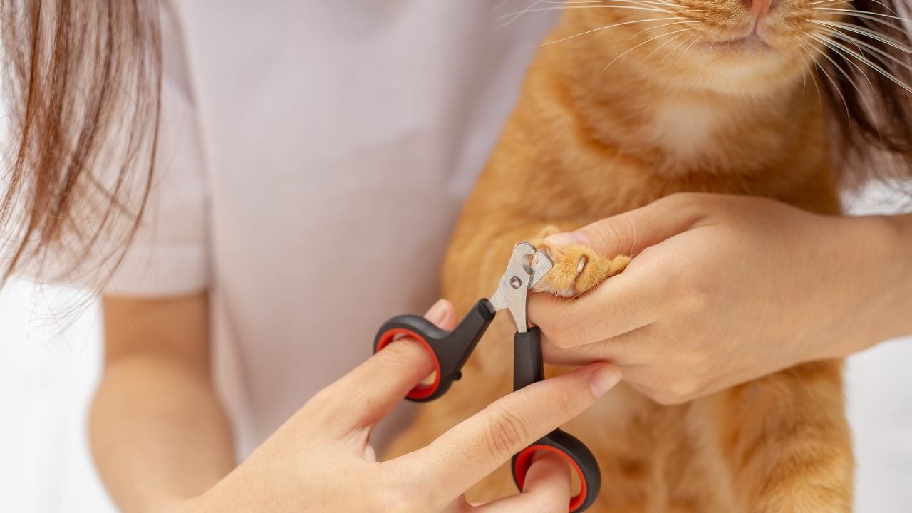 sarman kedi tırnak kesimi