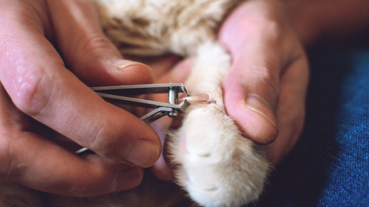 kedi patisi tırnak kesimi 