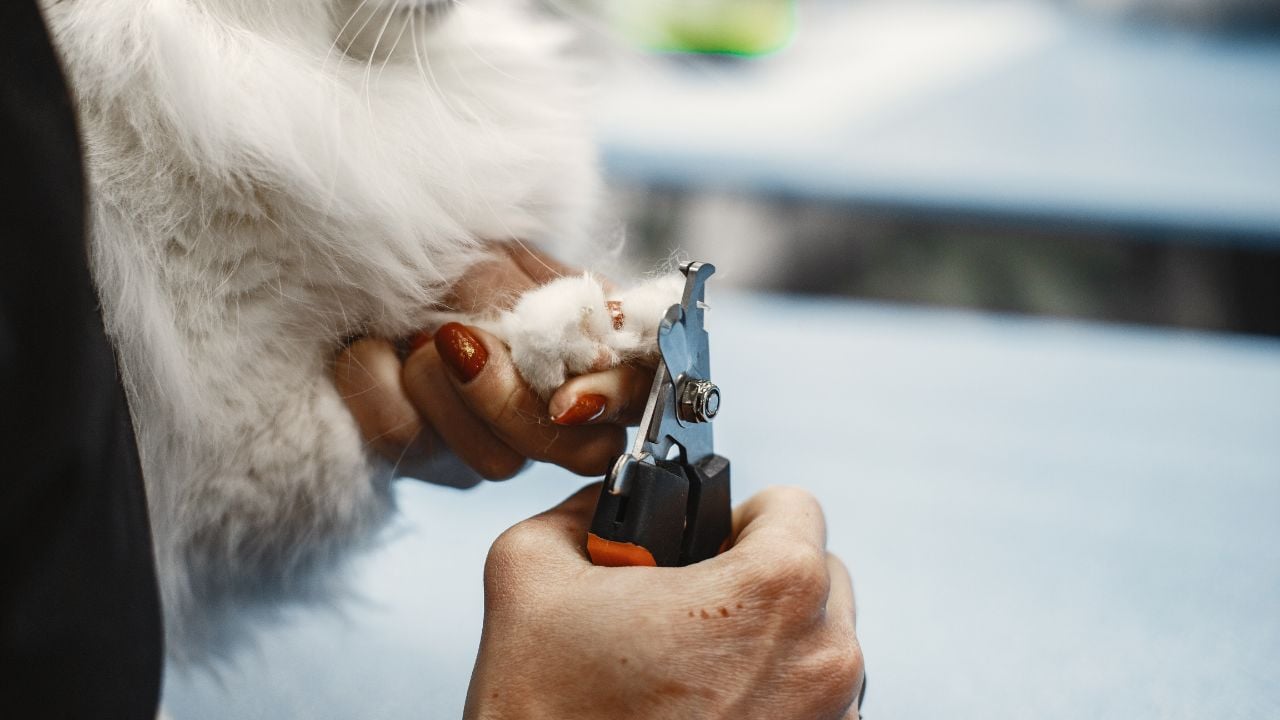 kedi tırnak makası
