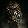 haseeb sajjad