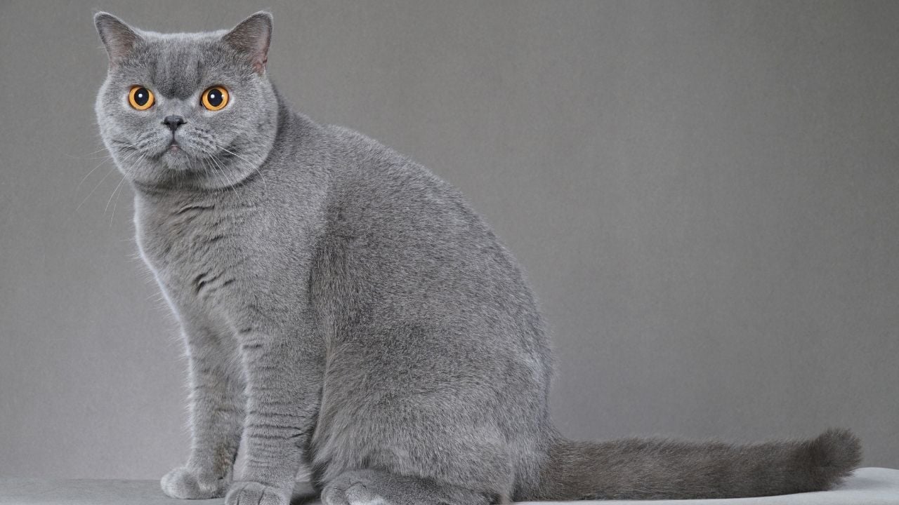 gri renk British Shorthair