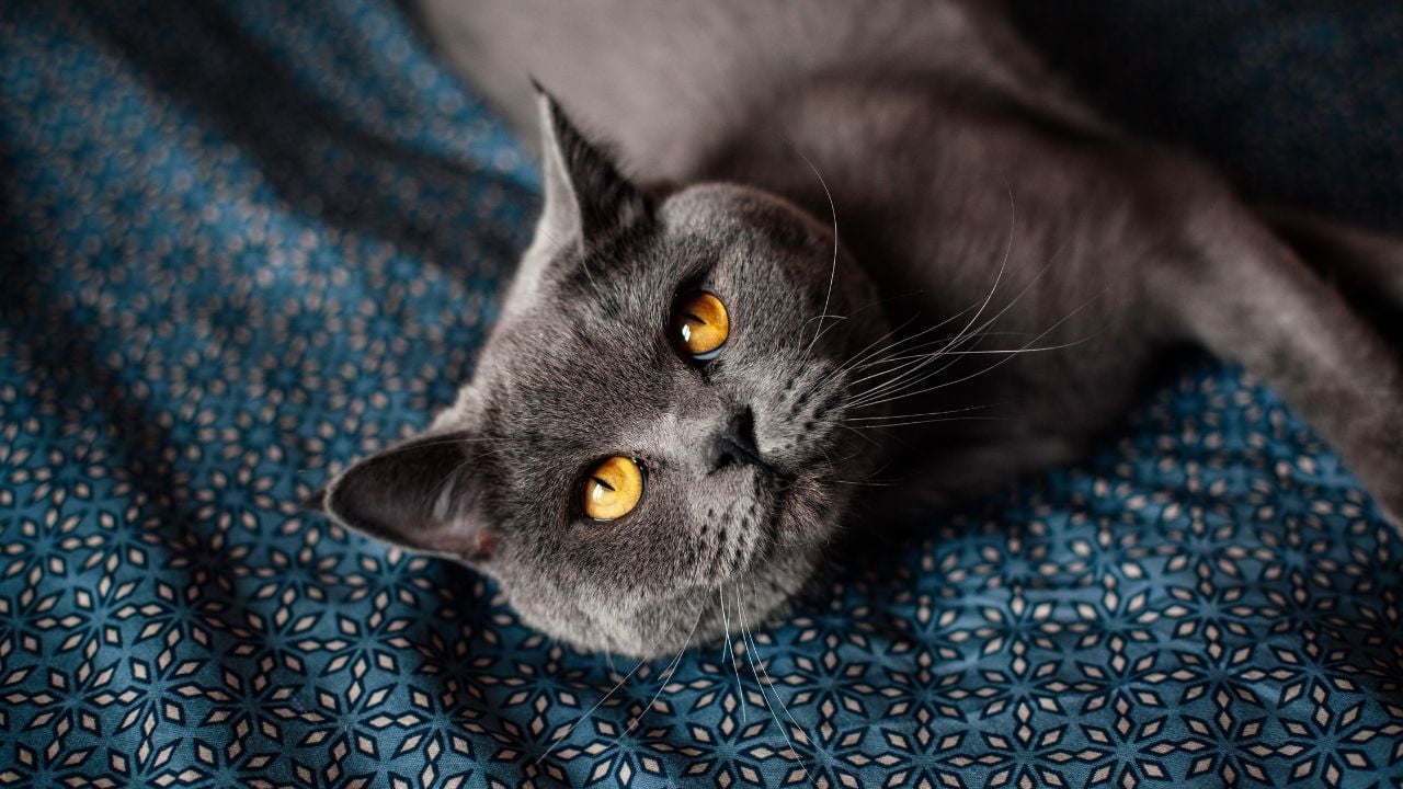 sarı gözlü British Shorthair