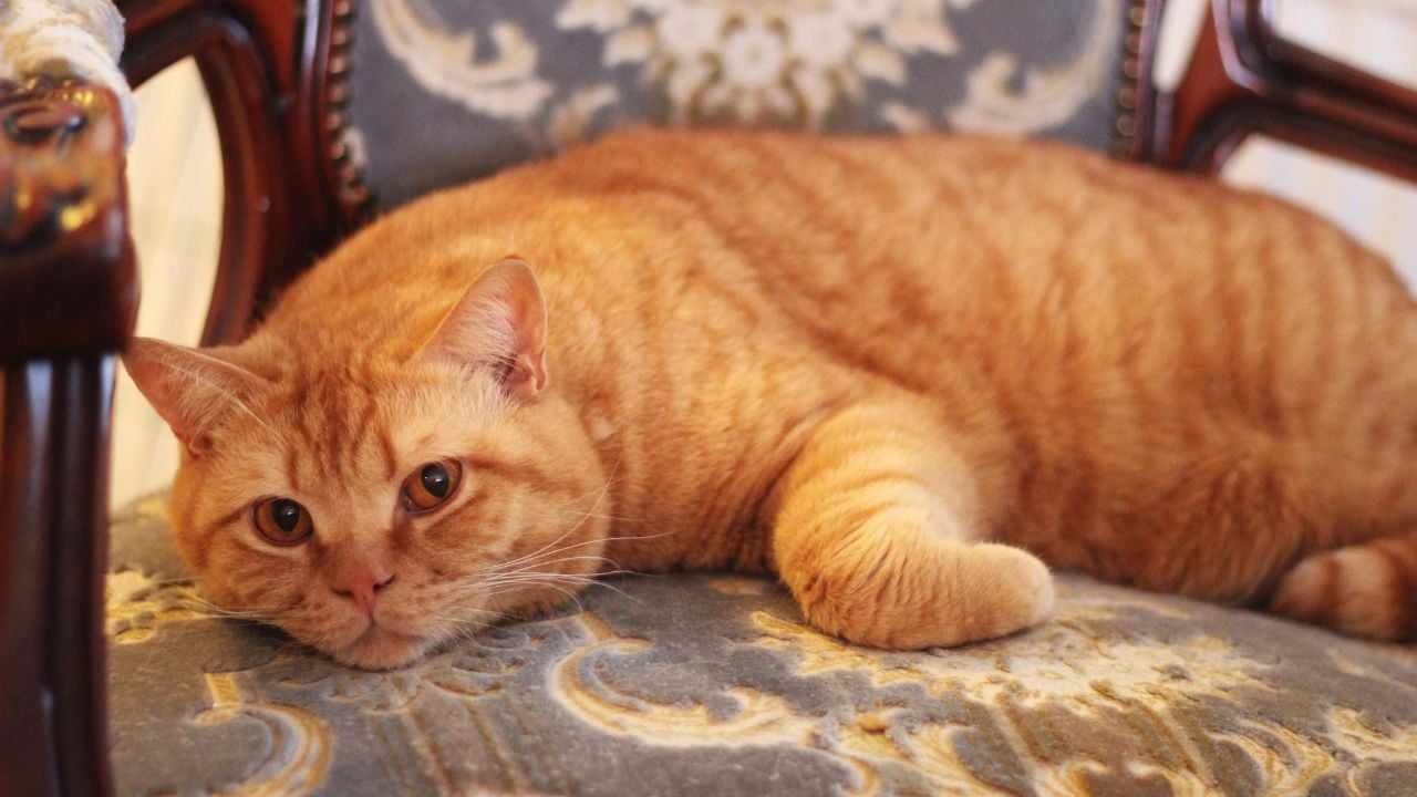 sarman British Shorthair