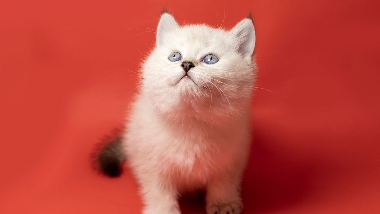 yavru beyaz British Shorthair