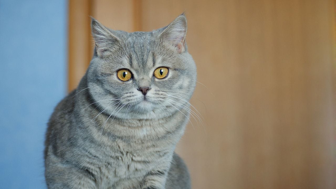 gri çizgili British Shorthair
