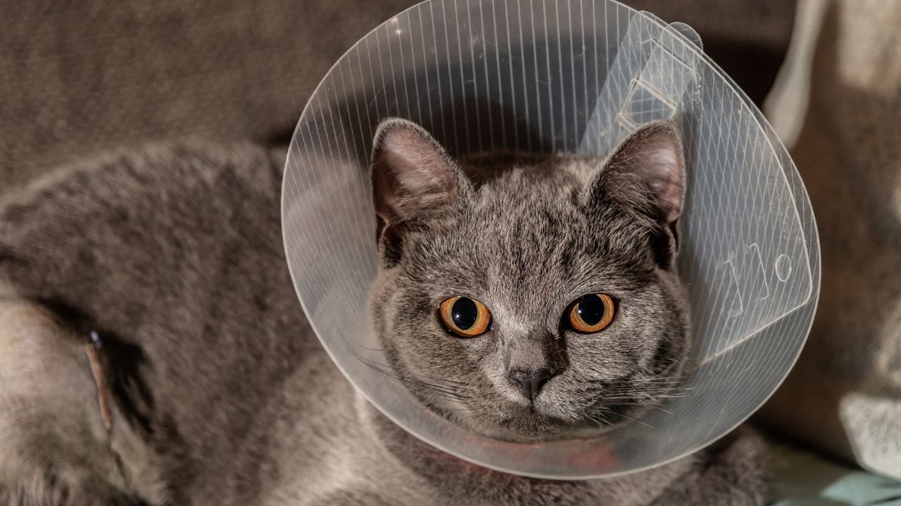 boyunluk takılmış British Shorthair