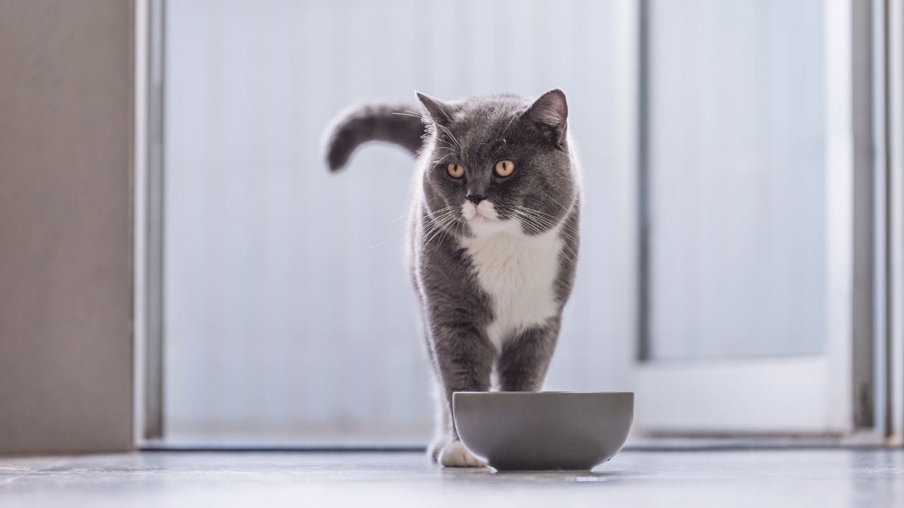 mama yiyen British Shorthair