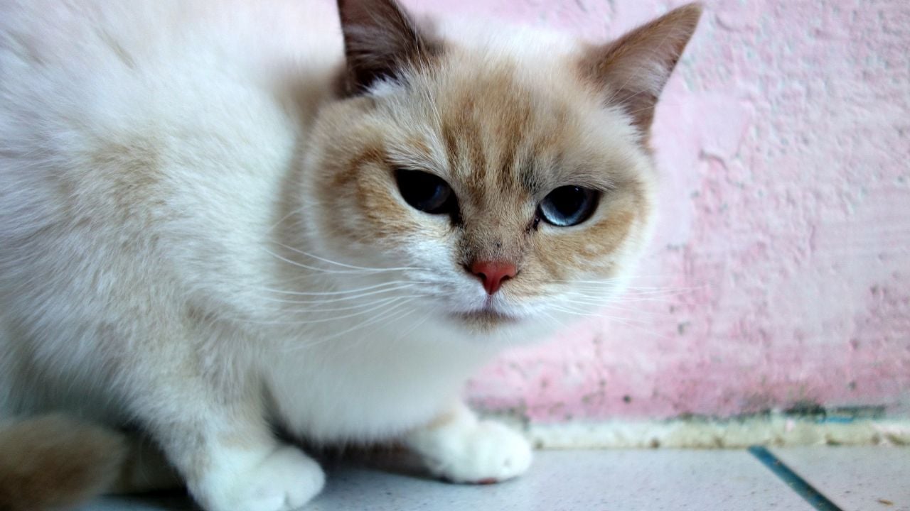 evde duran British Shorthair