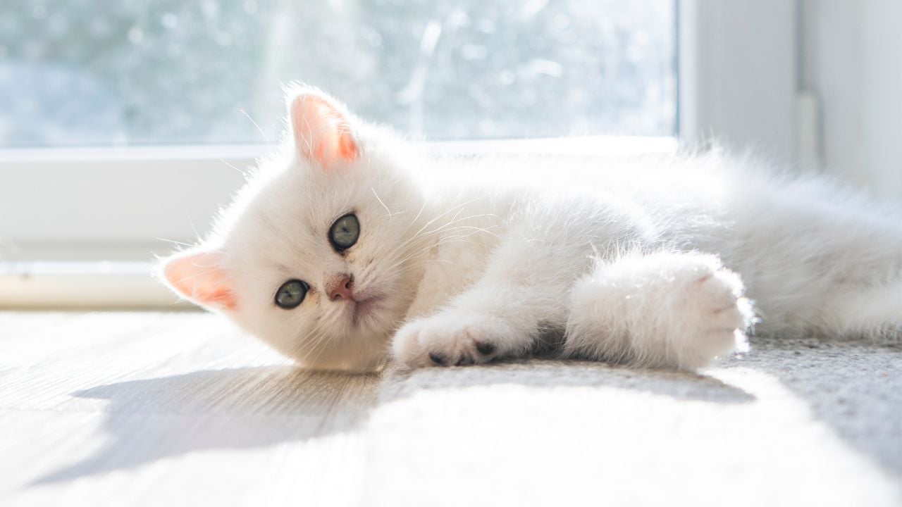 yavru ve beyaz British Shorthair yerde yatıyor