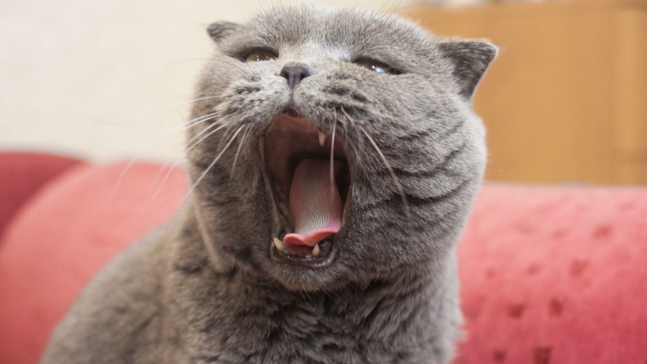 ağzı açık British Shorthair