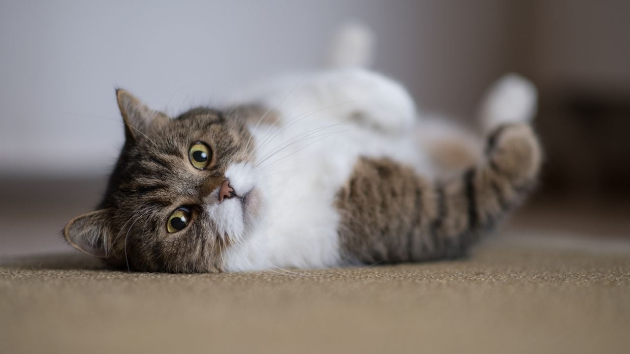 tekir desenli british shorthair