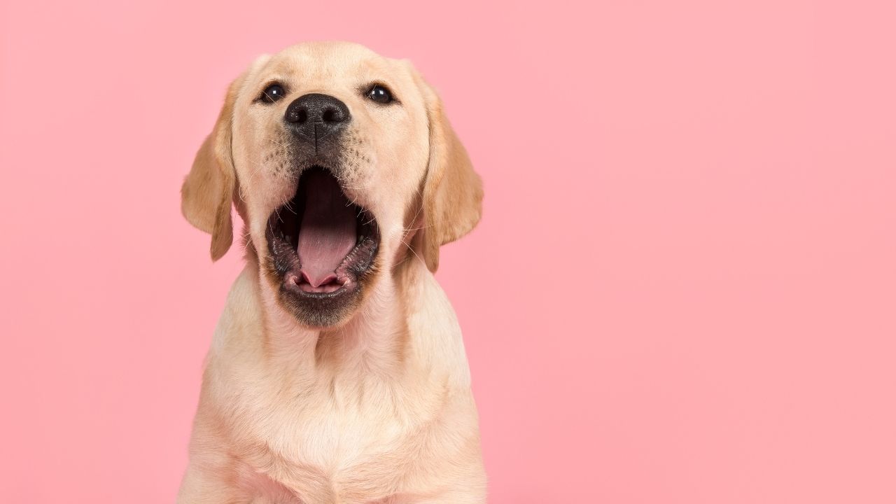 ağzı açık bir labrador