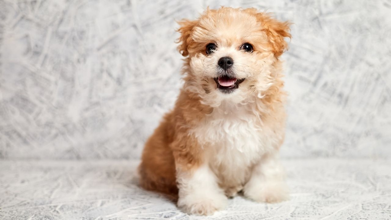 sevimli bir yavru köpek