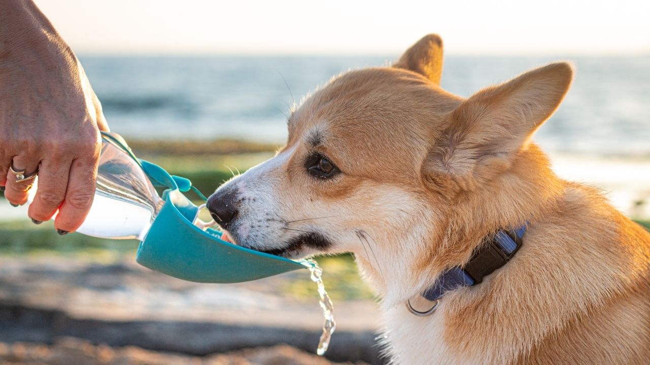 hıçkıran köpeğe su verilmesi