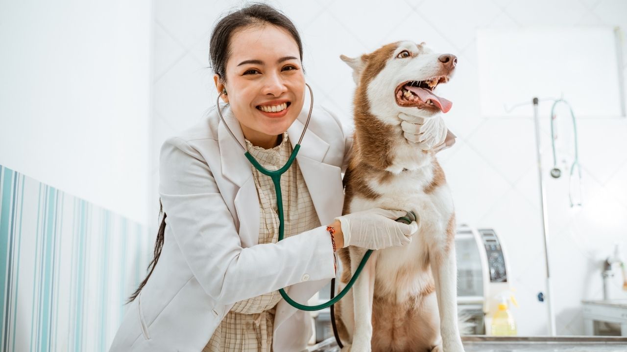 veteriner ziyaretinde bir köpek